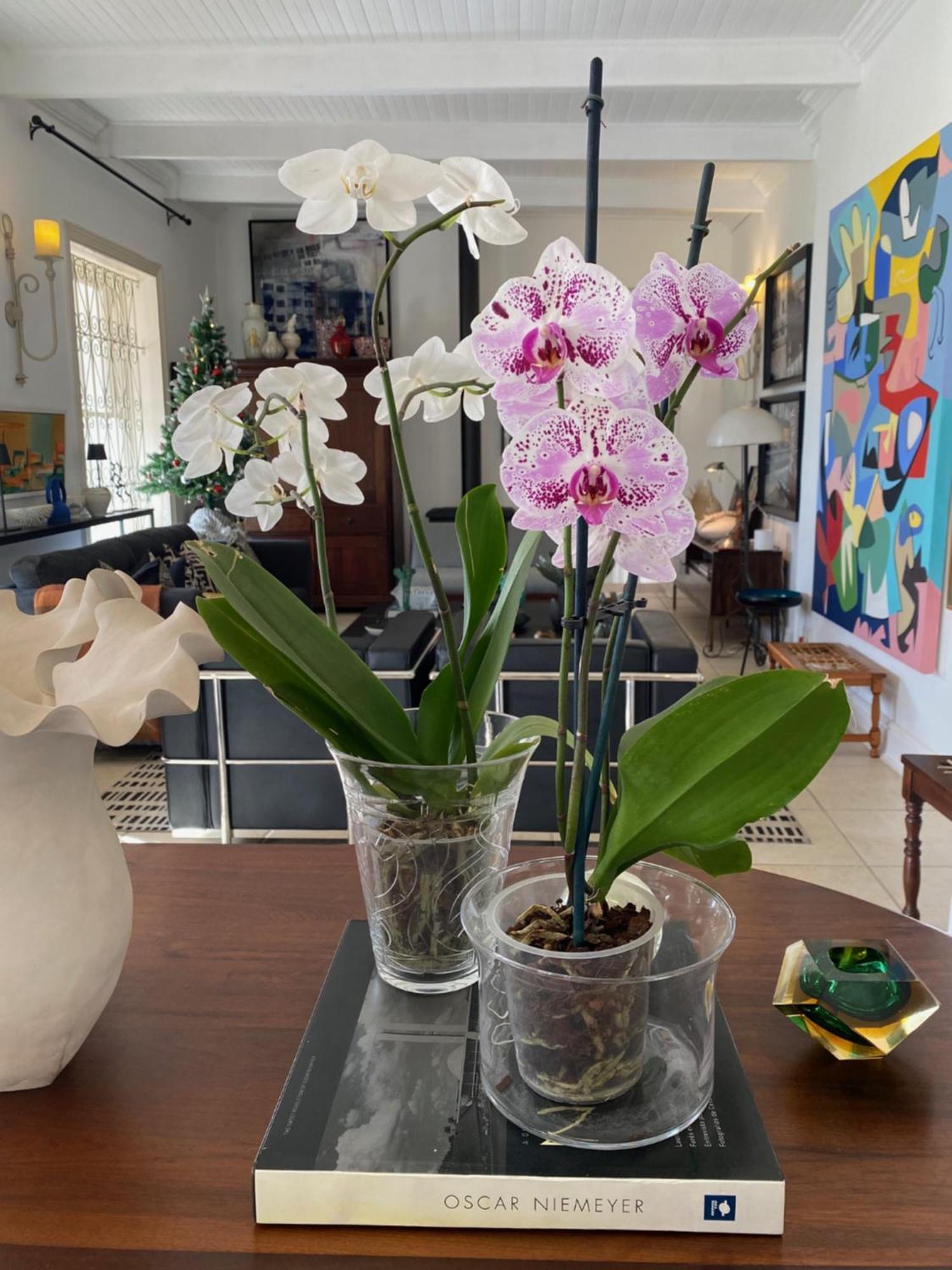 1 Royal Street Guesthouse Riebeek-Kasteel Dış mekan fotoğraf